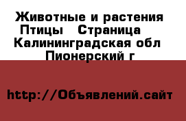 Животные и растения Птицы - Страница 2 . Калининградская обл.,Пионерский г.